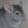 Пунш